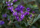 IMG 1324 : Flower, MostPhoto, Mt Annan