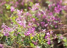 IMG 1932 : Flower, Landmark, Landscape, Macro, Mt Annan, Tree