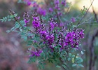 IMG 1942 : Flower, Landmark, Landscape, Macro, Mt Annan, Tree