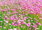 IMG 1947 : Flower, Landmark, Landscape, Macro, Mt Annan, Tree
