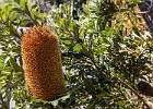 IMG 1954 : Flower, Landmark, Landscape, Macro, Mt Annan, Tree