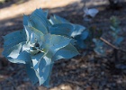 IMG 1957 : Flower, Landmark, Landscape, Macro, Mt Annan, Tree