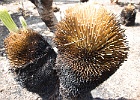 IMG 2392 : Mt Annan